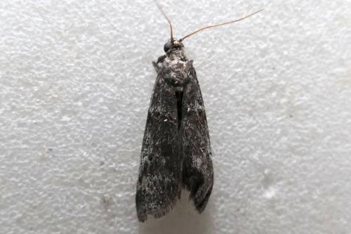 Réf. 300 686 : Phycitinae inconnu